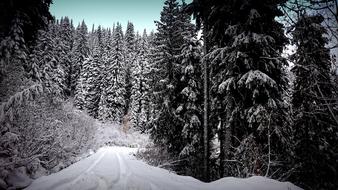 Snow Winter Wood