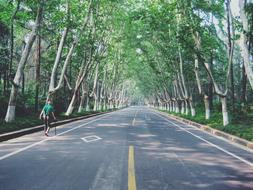 Street Alley Trees