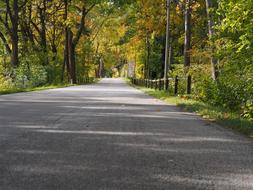 Road Forest Leaves