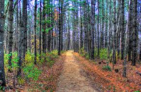 Forest Woods Landscape