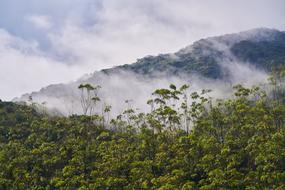 Mountain Fog landscape