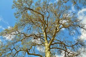 Tree Landscape Nature