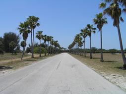 Palm Trees Tropical Straight Ahead