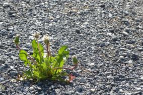 Dandelion Gravel Road Nature