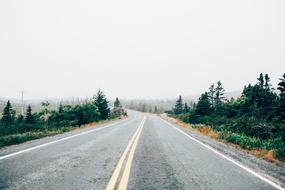 Road Trees Plants