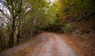 Landscape of the beautiful road in leaves, among the colorful plants in the fall