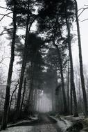 Black And White photo of Road Path in foggy forest