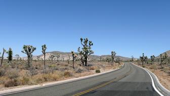 Road Joshua Tree