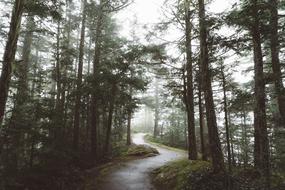 Road Path Grass