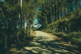 Nature Forests Trees