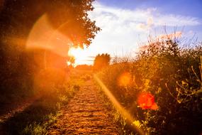 path, trees and plants under the rays of the morning sun