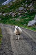 white sheep walking on a country road