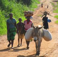 women and donkey walk the road in mozambique