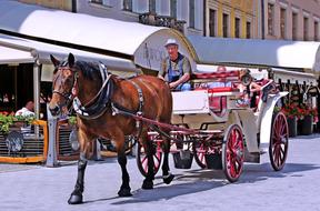 Tourists in Carriage Horse