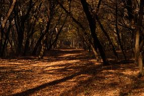 Autumn Road Trees