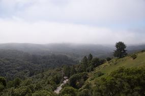 View Forest Meadow