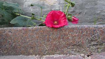 Flower Road Sidewalk Paved