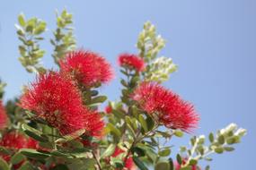 Blossom Bloom Red