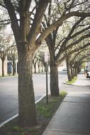 trees grow along the sidewalk