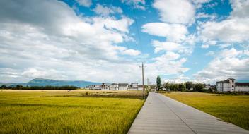 Road In Rice Field Blue Sky And