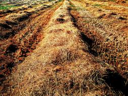 Way Countryside Field