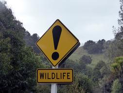 Wildlife Sign Road New