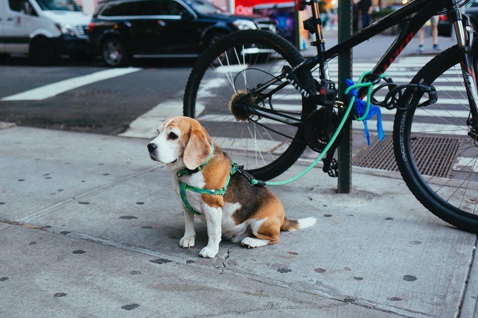 Dog sits at parked bicycle