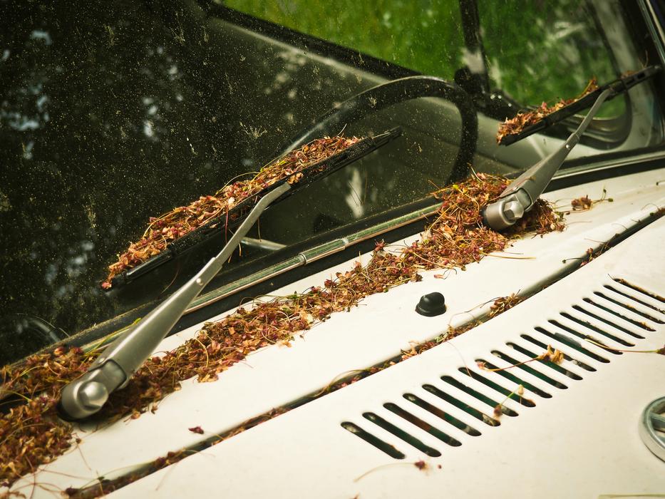 fallen leaves on old Auto Windshield