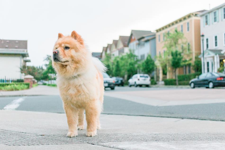 brown puppy on a city street