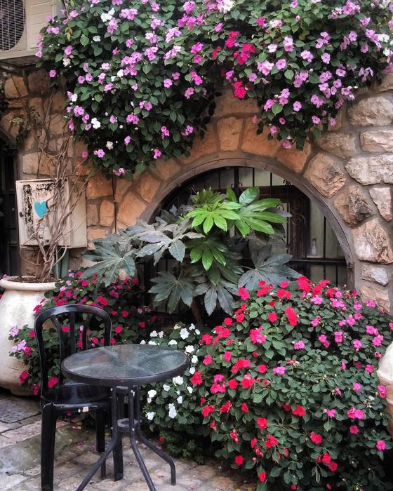 Beautiful and colorful flowers on the architecture in Israel, in the autumn