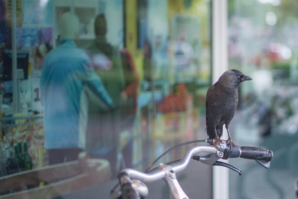 Cute, black crow on the bicycle, near the shop with reflections in the windows