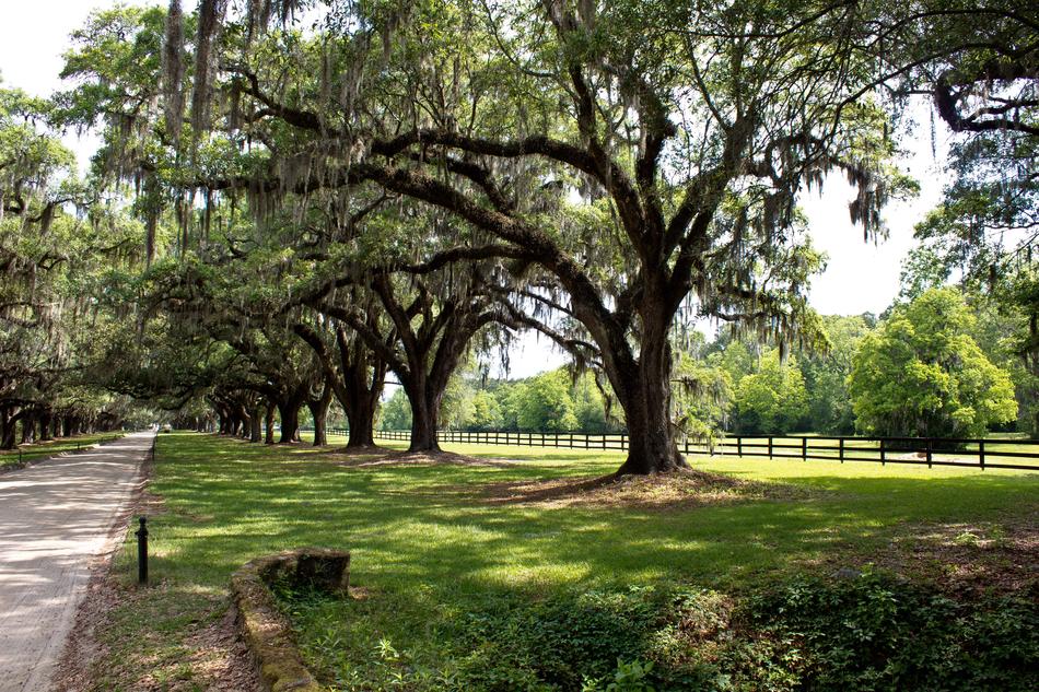 trees in the meadow near the road