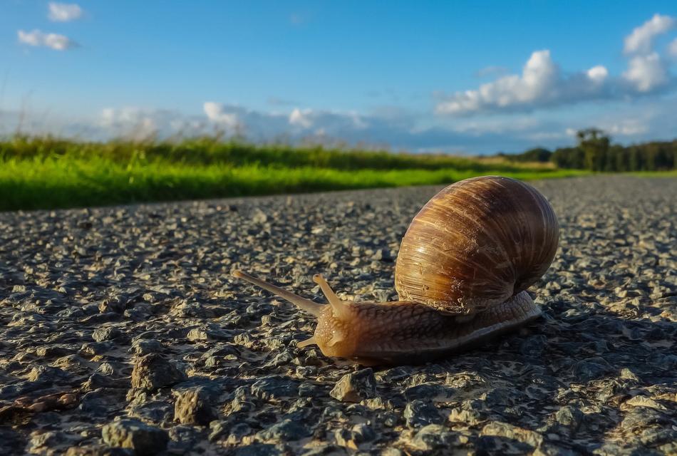 Snail Road Nature