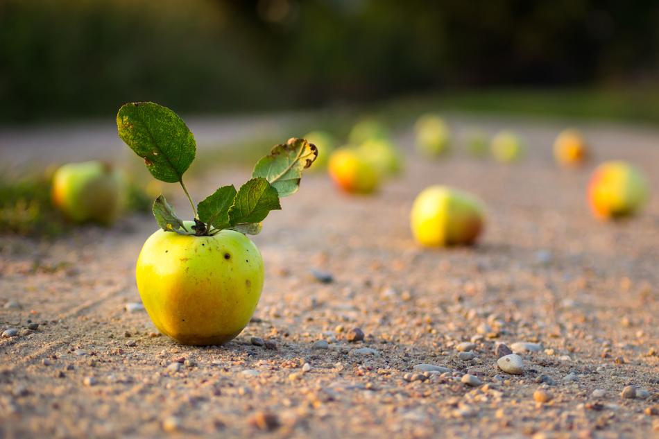 summer apples on the ground in blurred background