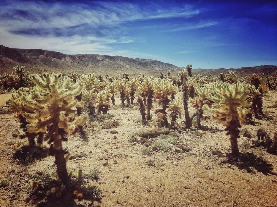 Joshua Trees at Desert