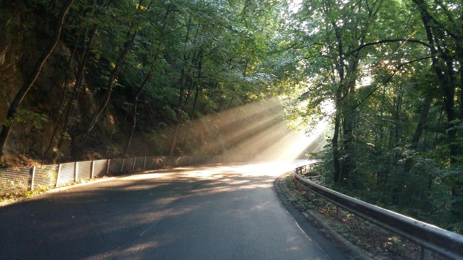asphalt road in the shade of beeches