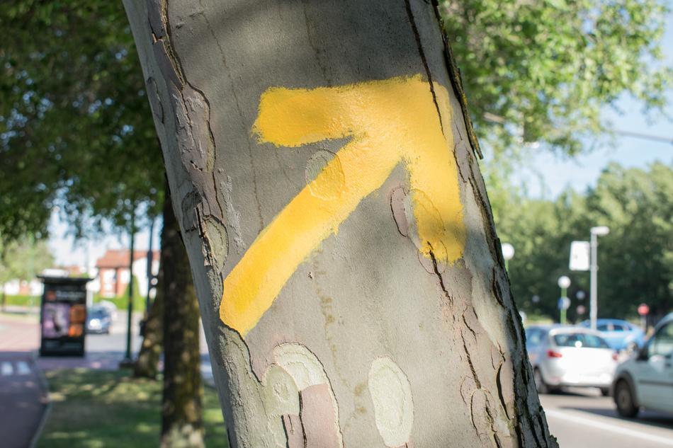 Street arrow sign on tree