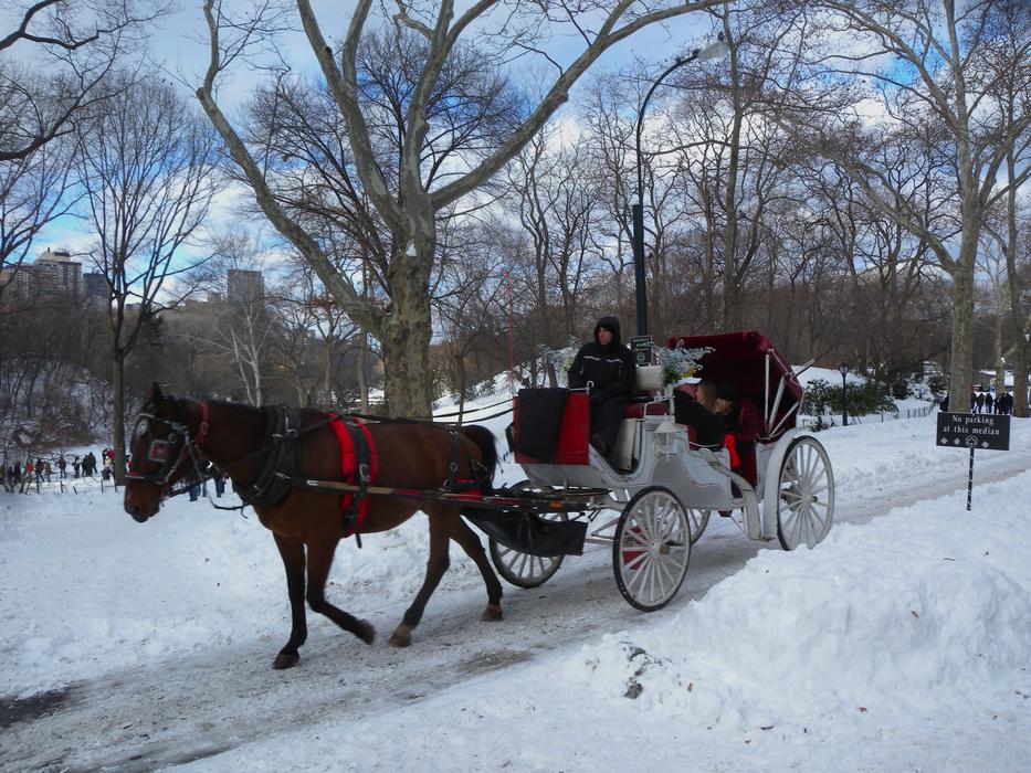 New York City Horse Carriage ride