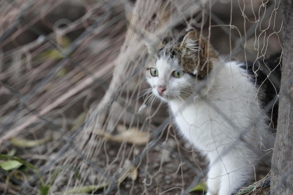 Close-up of the colorful, cute and beautiful cat among the plants and net