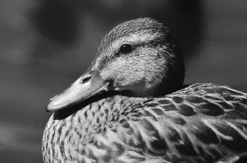 monochrome painting of duck