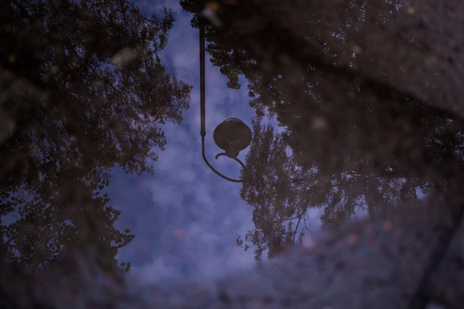 Beautiful reflections of of the lamp and plants, on the asphalt in the city