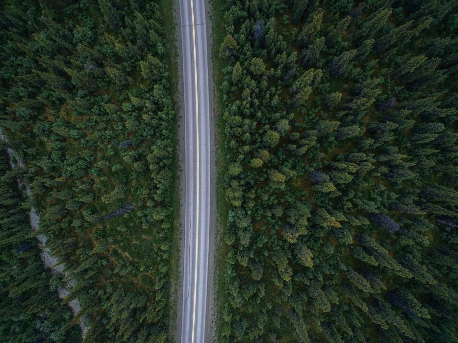 Road between Trees Forest