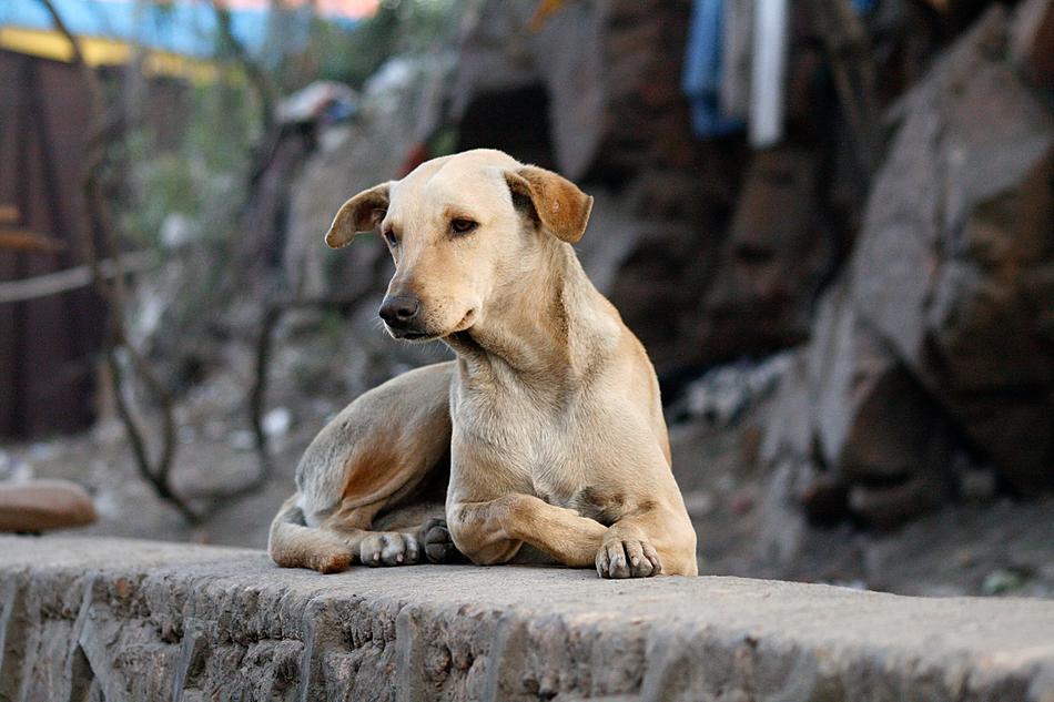 the dog lies on the road on the street on a blurred background