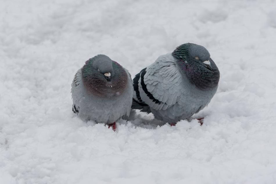 two gray doves in the snow close up