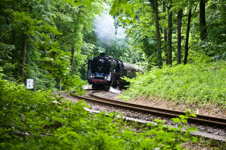 the locomotive moves in the green forest