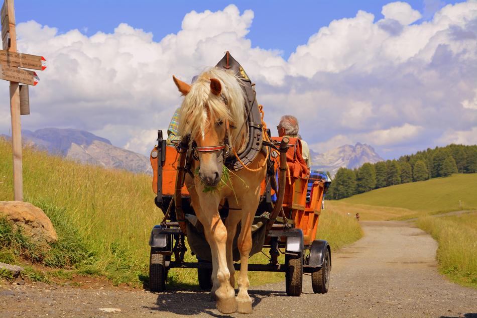 rural Horse Calash Dolomites