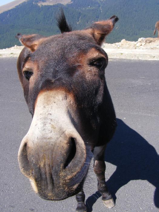 donkey on the background of mountains in Romania