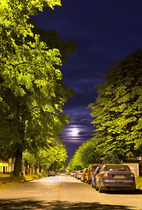 Night Street Trees