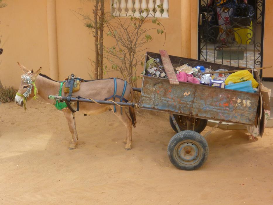 Donkey with Garbage Transportation