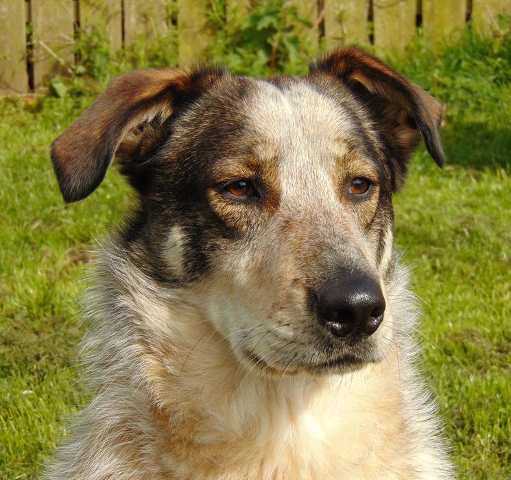 Dog Sheepdog Collie